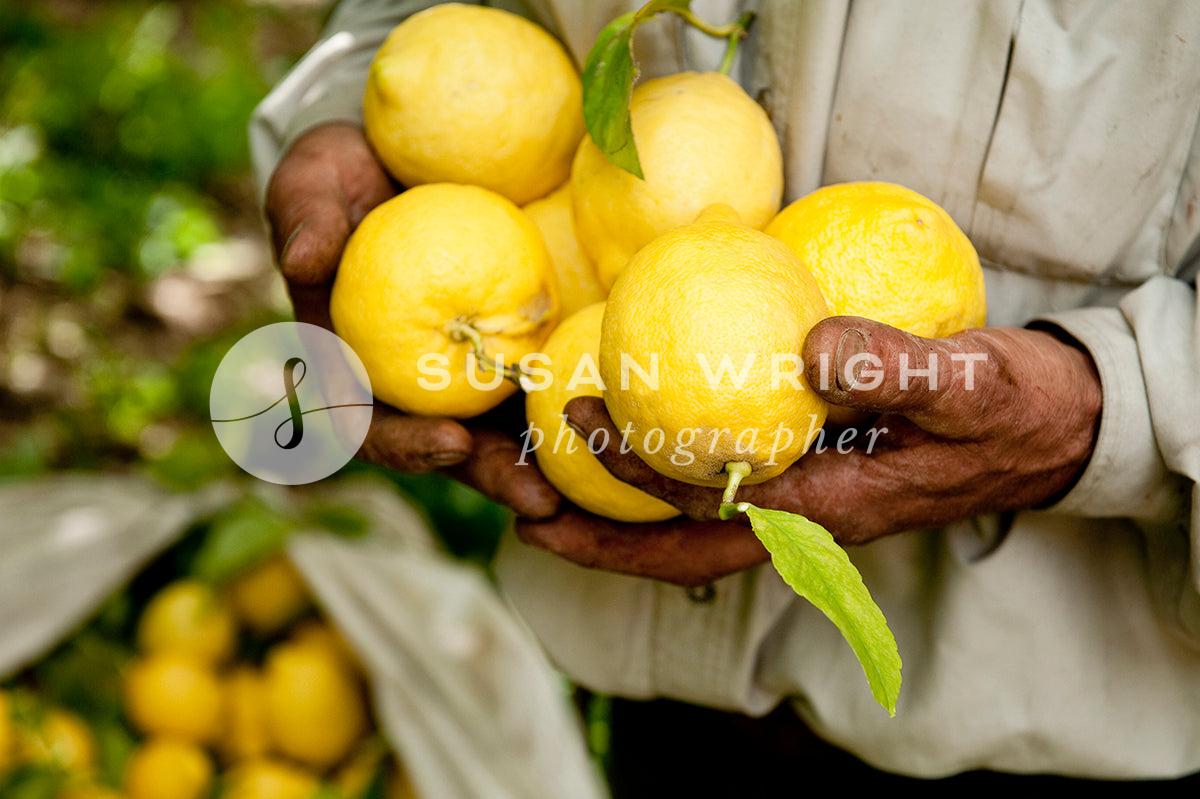 SWP_Amalfi_Lemons-4375 -  by Susan Wright Images - PCC: Classic Italian, PCC: Italy Cuisine, PCC: Med Adriatic, Premium Curated Collections, with-pdf