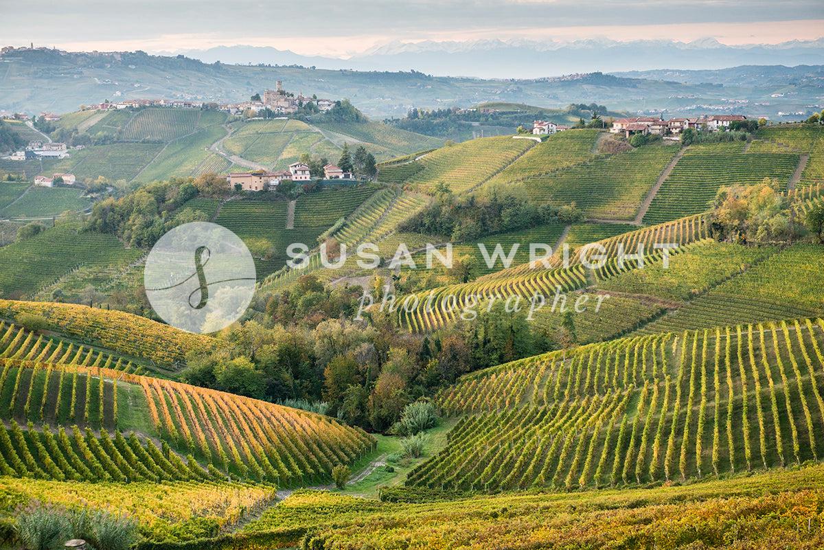 SWP_Barolo-2869 -  by Susan Wright Images - PCC: Italy Destinations, PCC: Landscapes, PCC: Seasonal, PCC: Wine, Premium Curated Collections, with-pdf