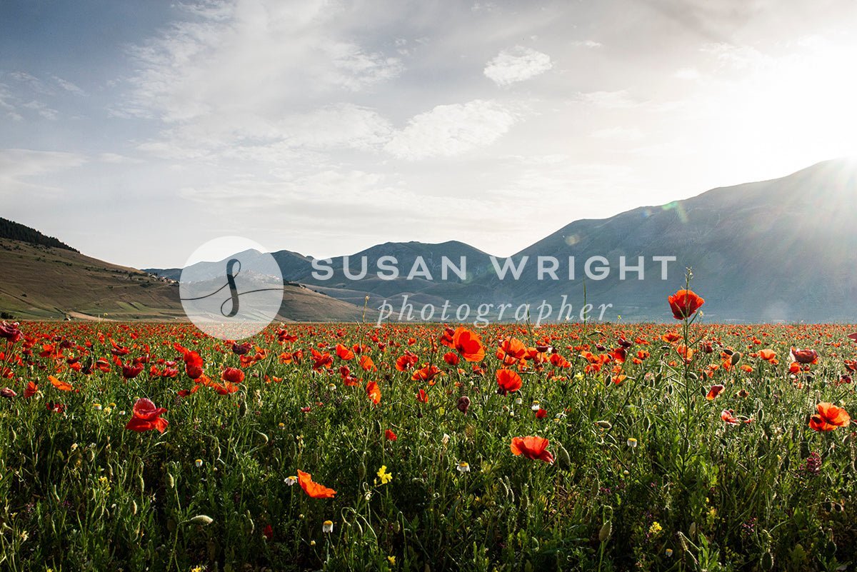 SWP_Castelluccio-4859 -  by Susan Wright Images - PCC: Hidden Gems, PCC: Landscapes, PCC: Seasonal, Premium Curated Collections, with-pdf
