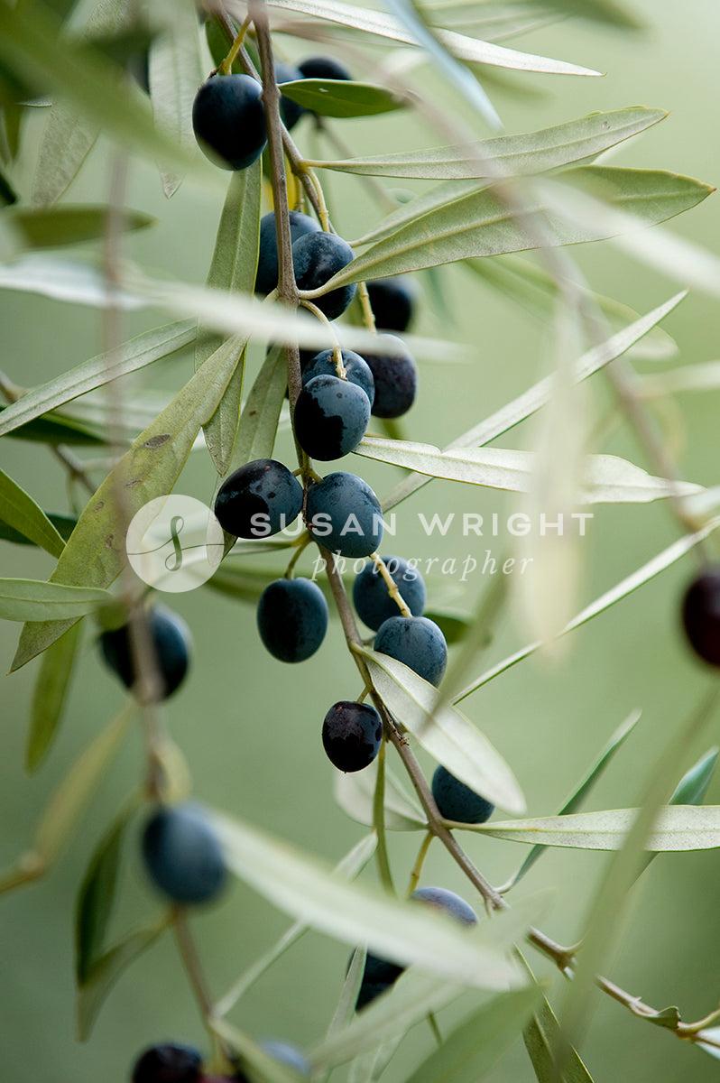 SWP_Olives_3361 -  by Susan Wright Images - PCC: Classic Italian, PCC: Italy Cuisine, PCC: Seasonal, Premium Curated Collections, with-pdf