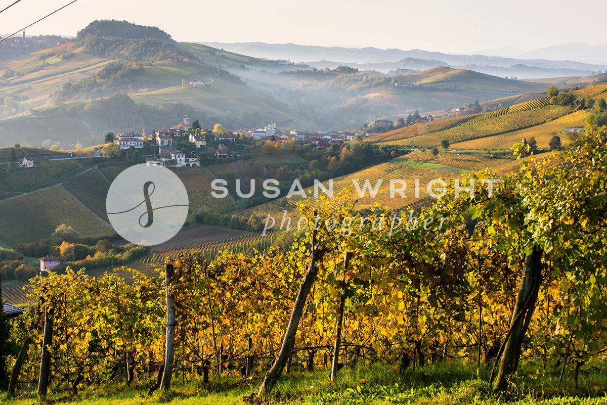 SWP_Barolo-3018 -  by Susan Wright Images - PCC: Italy Destinations, PCC: Landscapes, PCC: Seasonal, PCC: Wine, Premium Curated Collections, with-pdf
