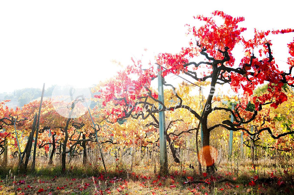 SWP_Umbria-6444 -  by Susan Wright Images - PCC: Seasonal, PCC: Wine, Premium Curated Collections, with-pdf