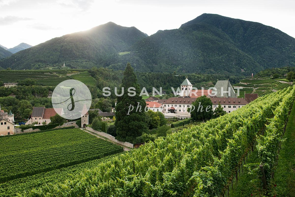 Italy - Wine (SWP_Vineyard-1693) -  by Susan Wright Images - PCC: Wine, Premium Curated Collections, with-pdf