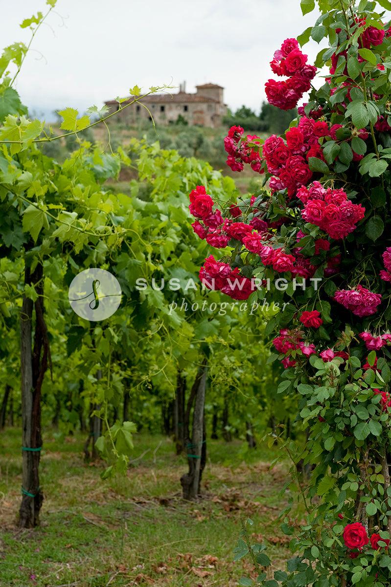 Italy - Wine (SWP_Vineyard-4599) -  by Susan Wright Images - PCC: Wine, Premium Curated Collections, with-pdf