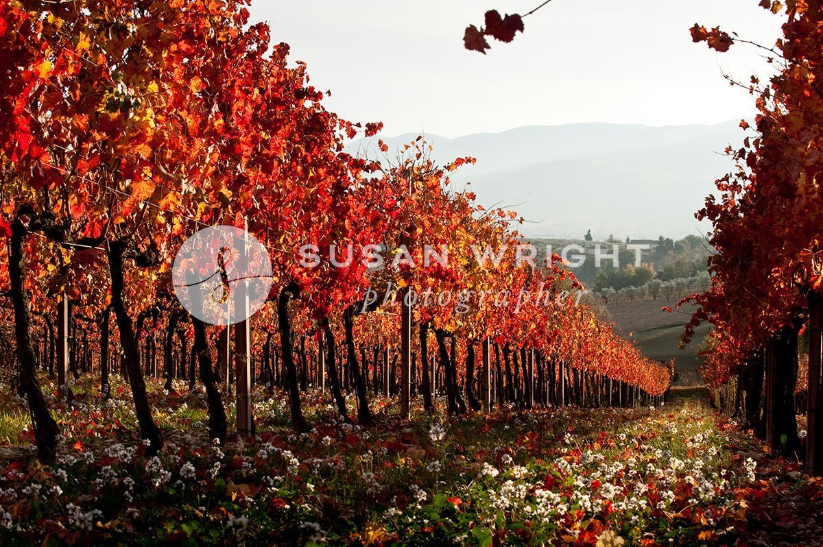 Italy - Wine (SWP_Vineyard-6491) -  by Susan Wright Images - PCC: Wine, Premium Curated Collections, with-pdf